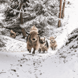 Le projet est né de la collaboration entre Rosula Blanc et le photographe Bertrand Carlier, après une randonnée avec les yaks.